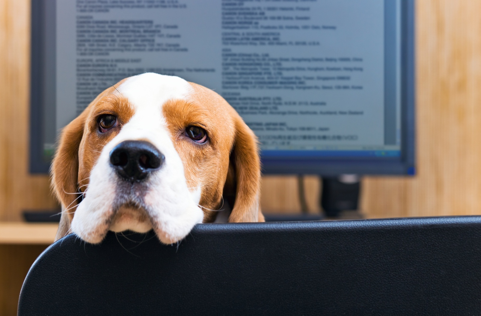 endeavorlegal-dogs-in-office